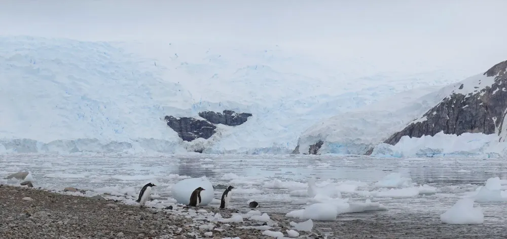 Antarctica Penguins and Ice